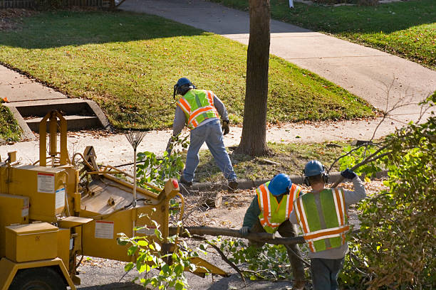 The Steps Involved in Our Tree Care Process in Clarkston Heights Vineland, WA